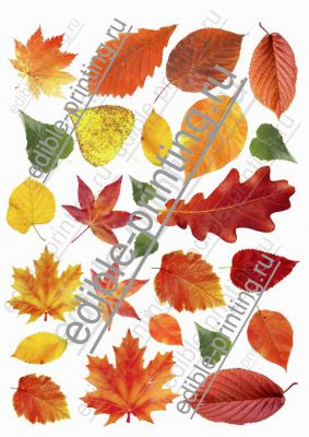 Осенние листья Размер листа: формат А4 (макс. 20х28 см)